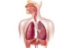 Which Of The Following is Not a Function Of The Respiratory System Which Of The Following is Not a Function Of The Respiratory System
