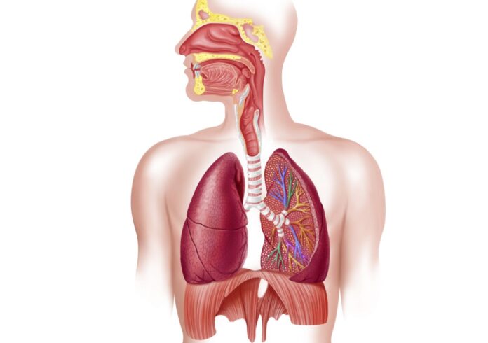 Which Of The Following is Not a Function Of The Respiratory System