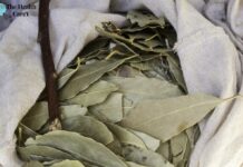 Benefits of Burning Bay Leaves: A Natural Way to Improve Your Health Benefits of Burning Bay Leaves: A Natural Way to Improve Your Health