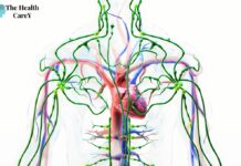 How Long Does HHC Stay in Your System: A Comprehensive Guide How Long Does HHC Stay in Your System: A Comprehensive Guide